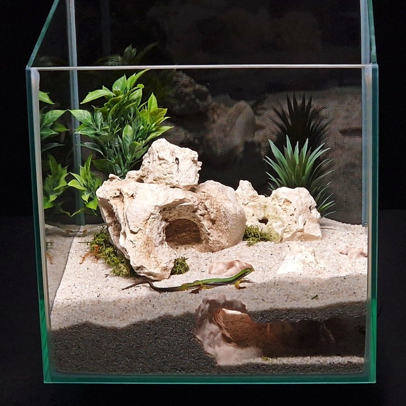 نفق حوض أسماك مطبوع ثلاثي الأب - مراجعة 3D Printing Lizard وسعره
