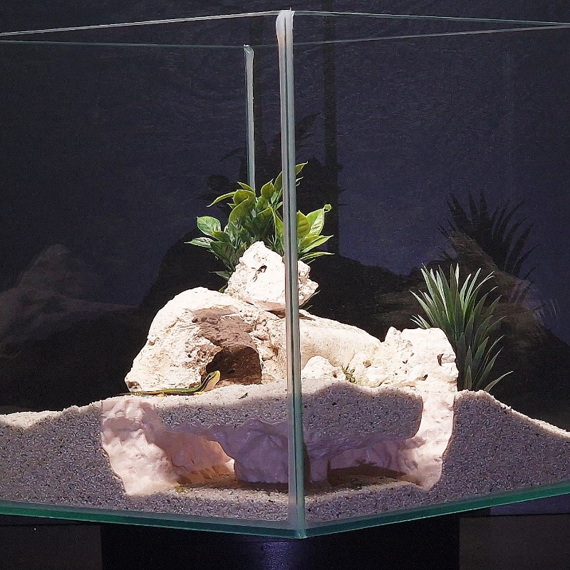 نفق حوض أسماك مطبوع ثلاثي الأب - مراجعة 3D Printing Lizard وسعره